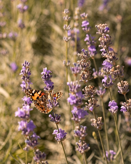 Hermosa mariposa en concepto de naturaleza