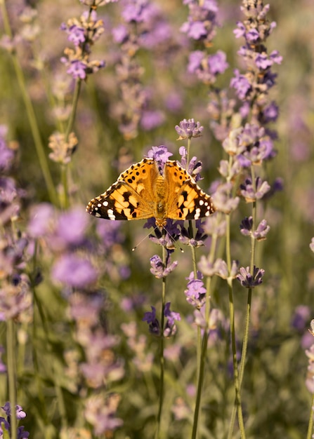 Hermosa mariposa en concepto de naturaleza