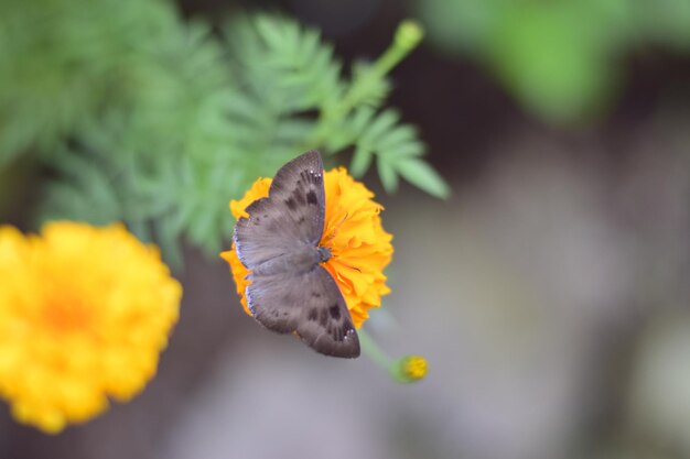 Una hermosa mariposa en una flor de caléndula.
