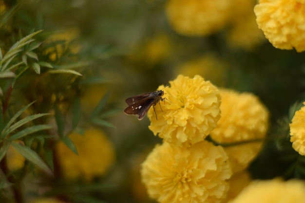 Una hermosa mariposa en una flor de caléndula.