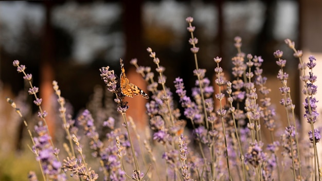 Hermosa mariposa en flor en la naturaleza