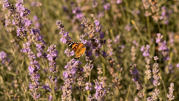 Hermosa mariposa en flor en la naturaleza