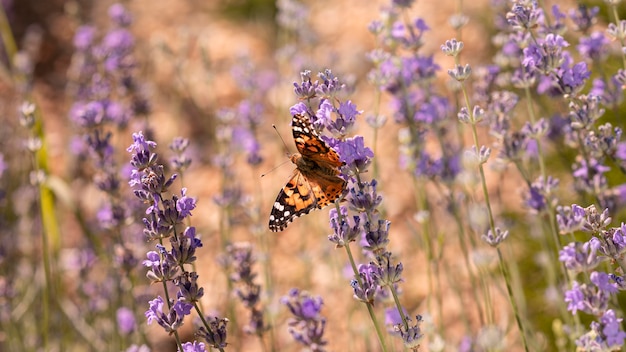 Foto gratuita hermosa mariposa en flor en la naturaleza