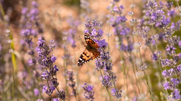 Hermosa mariposa en flor en la naturaleza