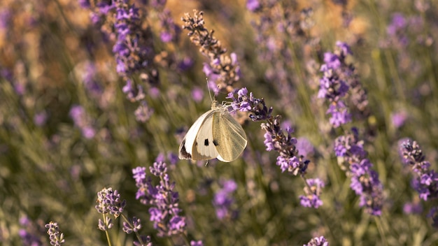 Hermosa mariposa en flor en la naturaleza