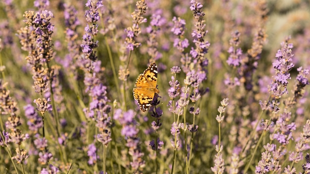 Hermosa mariposa en flor en la naturaleza