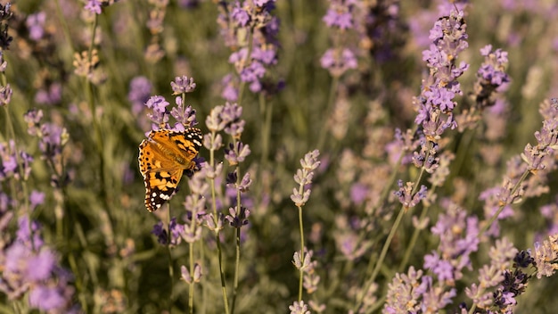 Hermosa mariposa en flor en la naturaleza