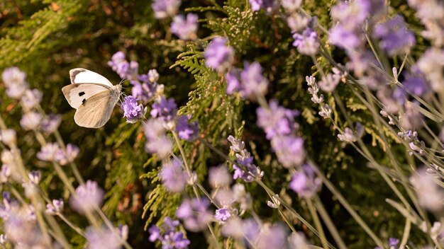 Hermosa mariposa en flor en la naturaleza