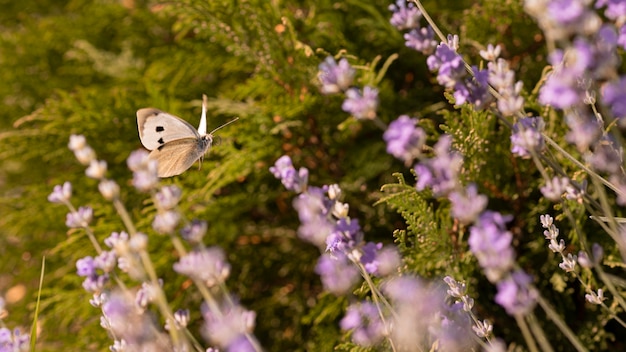 Hermosa mariposa en flor en la naturaleza