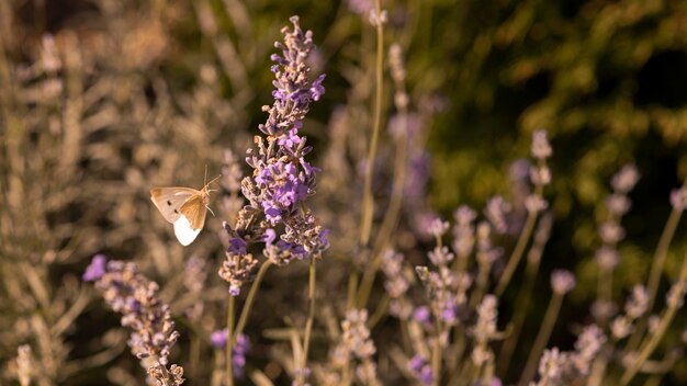 Hermosa mariposa en flor en la naturaleza