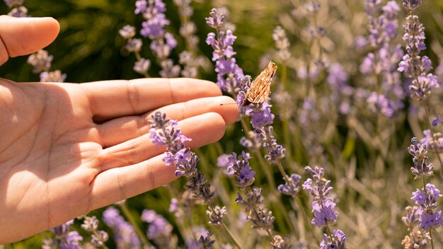 Hermosa mariposa en flor en la naturaleza