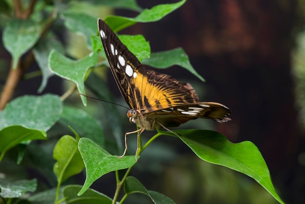 Hermosa mariposa en hábitat natural