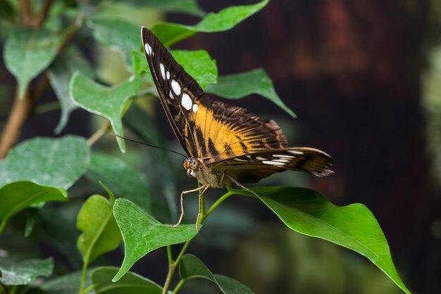 Hermosa mariposa en hábitat natural