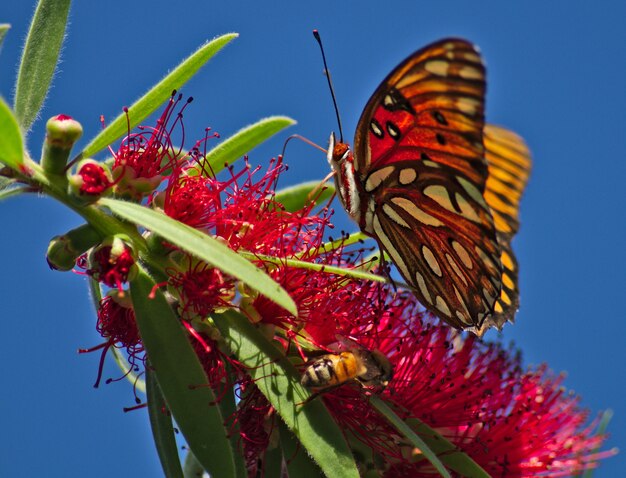 Hermosa mariposa en una planta