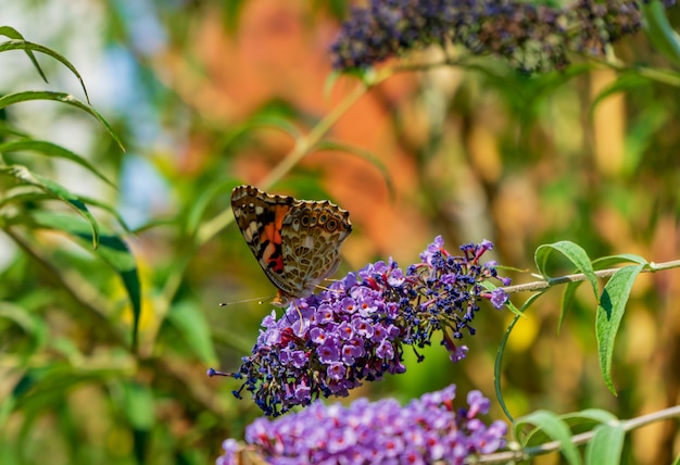 Hermosa mariposa sentada en la flor lila con fondo borroso
