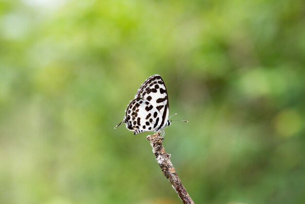 Hermosa mariposa