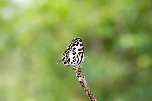 Hermosa mariposa