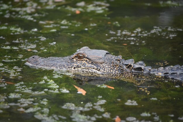 Hermosa mirada al perfil de un cocodrilo en Louisiana