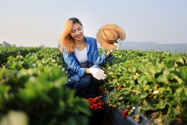 Hermosa mujer asiática agricultora cosecha fresas rojas frescas en una granja de fresas orgánicas