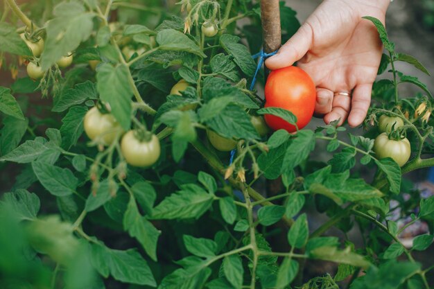 Hermosa mujer trabaja en un jardín