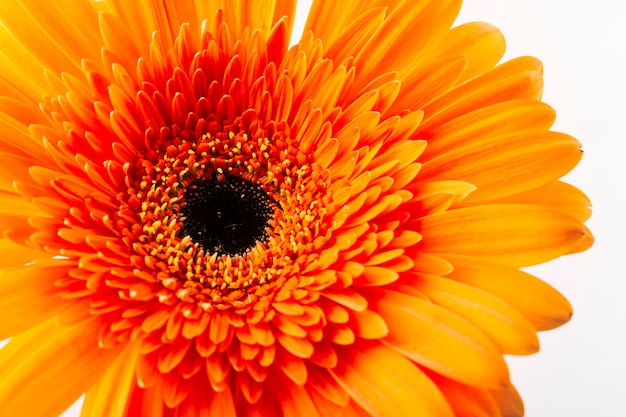 Hermosa naranja brillante gerbera sobre fondo blanco