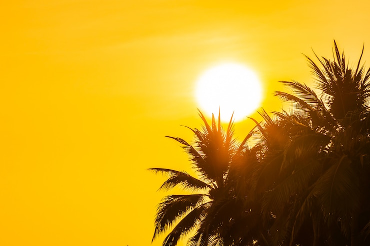 Foto gratuito hermosa naturaleza al aire libre con el cielo y la puesta del sol o el amanecer alrededor de la palmera de coco