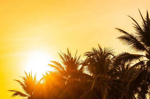 Hermosa naturaleza al aire libre con el cielo y la puesta del sol o el amanecer alrededor de la palmera de coco