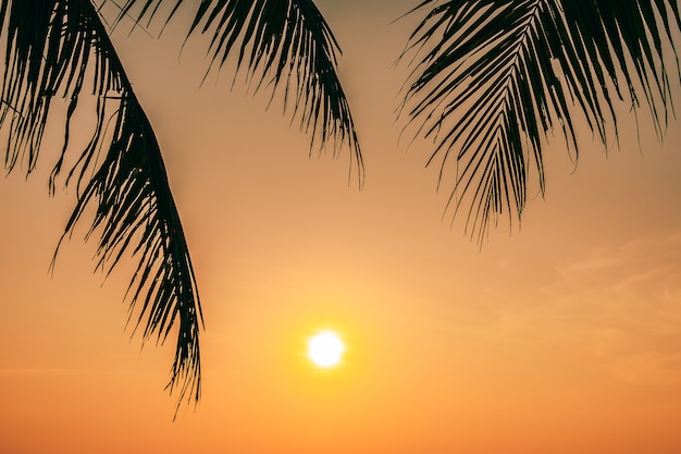 Hermosa naturaleza al aire libre con hoja de coco con el amanecer o el atardecer.