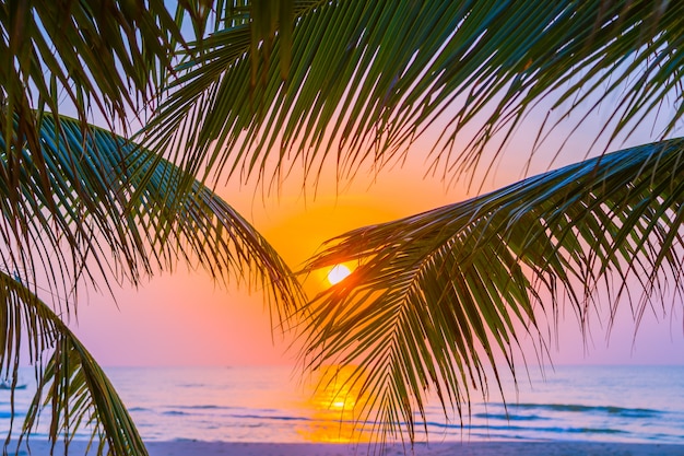 Hermosa naturaleza al aire libre con hoja de coco con el amanecer o el atardecer.