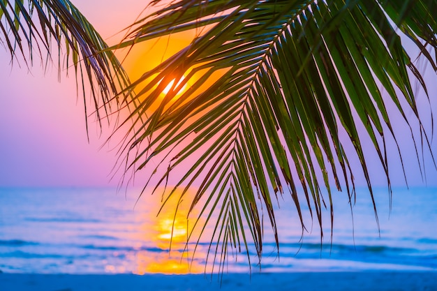 Hermosa naturaleza al aire libre con hoja de coco con el amanecer o el atardecer.