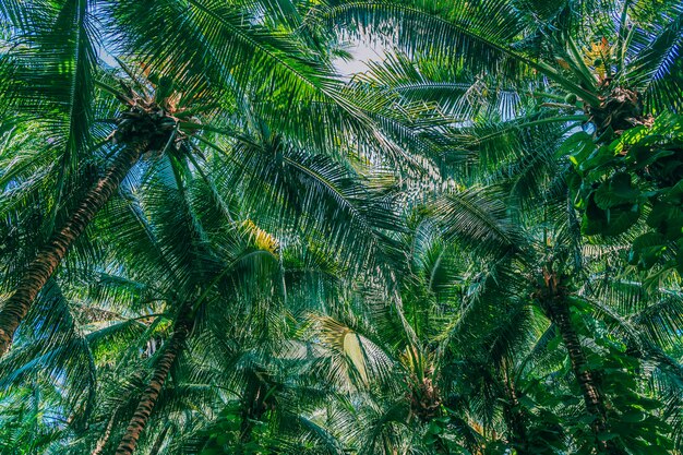 Hermosa naturaleza al aire libre con palmeras y hojas de coco en el cielo azul