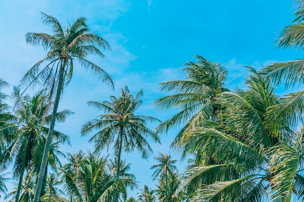 Hermosa naturaleza al aire libre con palmeras y hojas de coco en el cielo azul