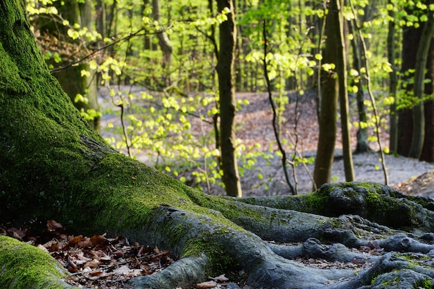 Hermosa naturaleza de un bosque en un día soleado