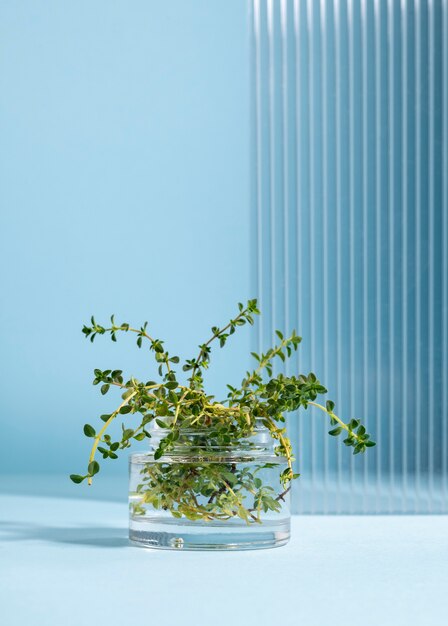 Hermosa naturaleza muerta con hierbas medicinales