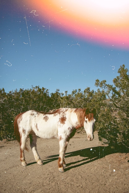 Hermosa naturaleza retro con caballo salvaje