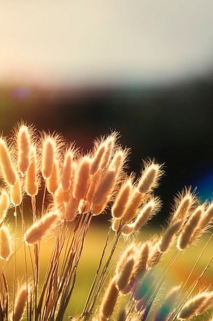 Foto gratuita hermosa naturaleza retro con espigas de trigo.