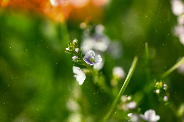 Hermosa naturaleza retro con flores blancas.