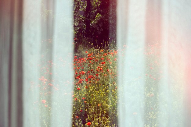 Hermosa naturaleza retro con flores rojas.