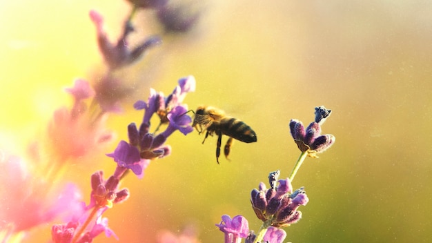 Hermosa naturaleza retro con lavanda