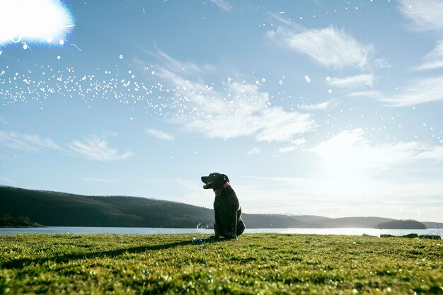 Hermosa naturaleza retro con lindo perro en el campo