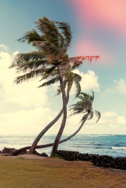 Hermosa naturaleza retro con palmeras.
