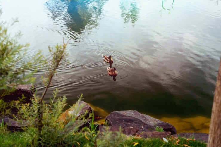 Foto gratuito hermosa naturaleza retro con patos en el lago