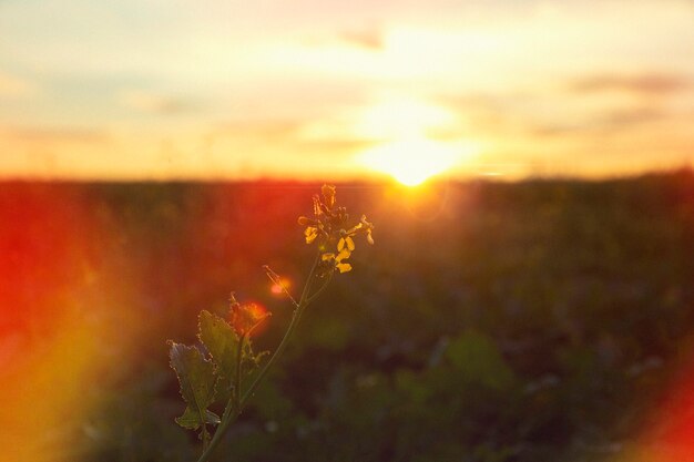 Hermosa naturaleza retro con puesta de sol