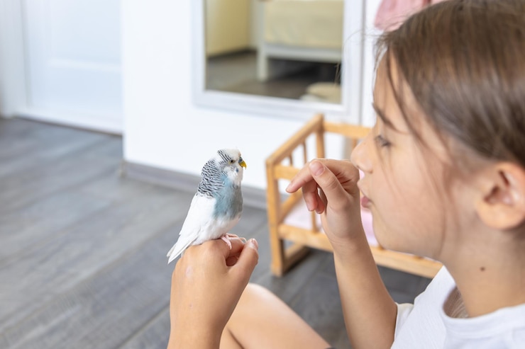 Foto gratuito una hermosa niña está jugando con un concepto de mascotas budgie blanco y azul