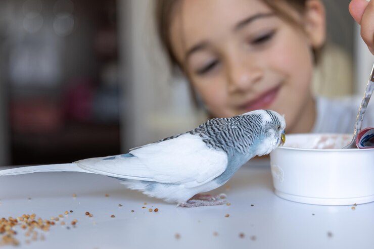 Foto gratuito una hermosa niña está jugando con un concepto de mascotas budgie blanco y azul