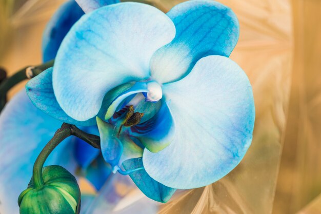 Hermosa orquidea fresca azul