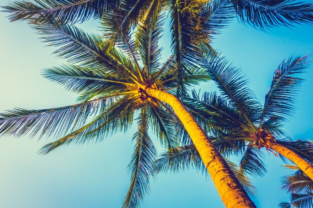 Hermosa palmera en el cielo azul