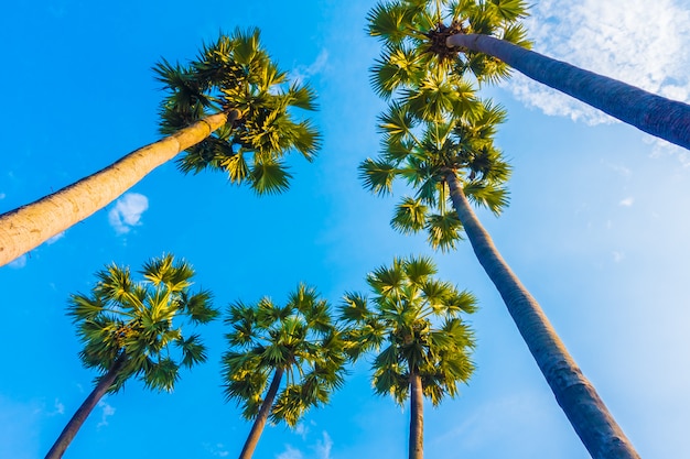 Hermosa palmera en el cielo azul