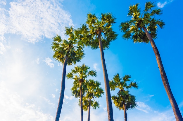 Hermosa palmera en el cielo azul