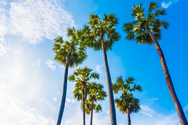 Hermosa palmera en el cielo azul